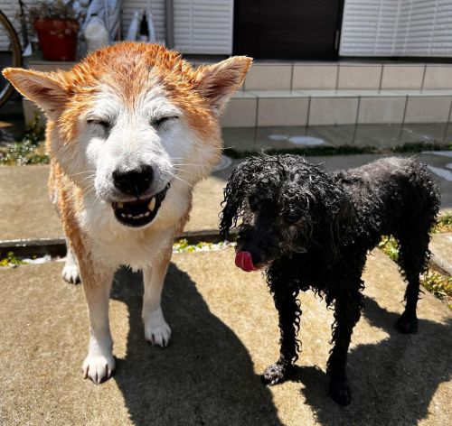 * The perfect day of shampooing outside✨☀️ . . はろのエイリアン感 外で水遊びついでにわしゃわしゃ洗ったった #shiba#shibainu#glauco