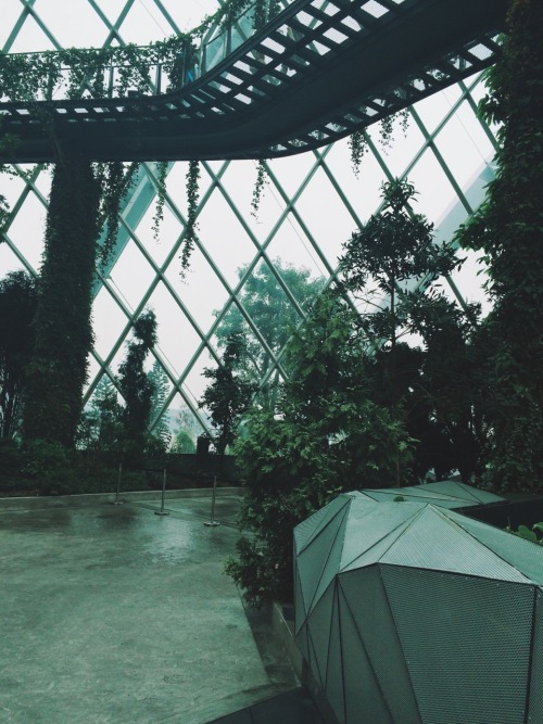 alext:  Cloud forest Singapore 