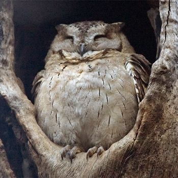 doe-eyed-demon:  grey—matters:  undercover-punk:   Happy Owls!   I wish I had a pet owl. They’re so fucking cute… or terrifyingly awesome.  Killing machines