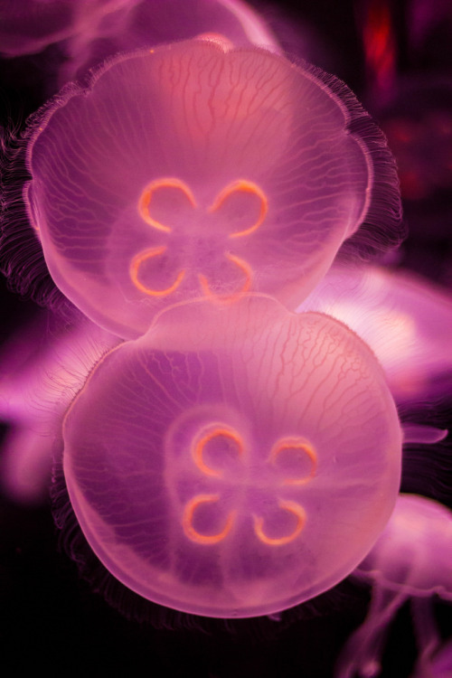 mooonjellies:Mine.