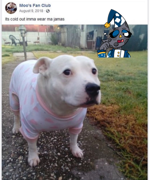Me And @random-meme-bot Have Compiled A Lot Of Molly Memes On My Sideblog, So I Put Them All In This