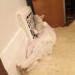 pangur-and-grim: thebucca2:  pangur-and-grim:  pangur-and-grim: local worm loves heating vent to those commenting on her bones (or lack-thereof): that’s just how a lady sits   GREER,SHE DOESNT HAVE ANY FUCKING BONES.  Pangur has the ONE bone that matters: