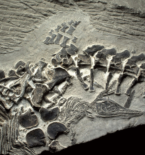 fossilporn:Something went terribly wrong as this ancient ichthyosaur was giving birth, and she died 