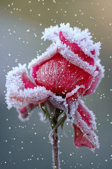 his-gypsy-rayne:  The new year brought me snow…
