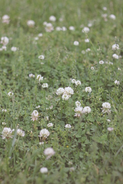 White clover, May 2022