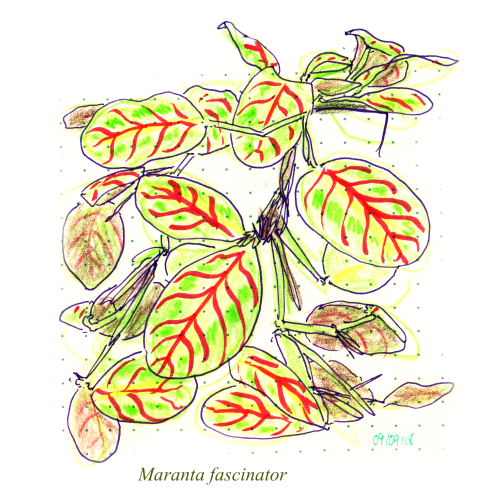 plant sketches from my flat back in 2018. 4/5 are dead now, and the Asplenium is barely alive