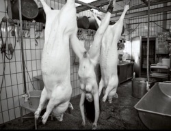 sensualhumiliation:  Just another pork !