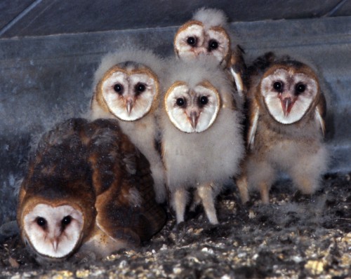 Barn Owl (Tyto alba)© Dennis Grundman