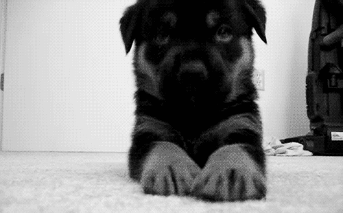 twerkforyoutube:puppehs 