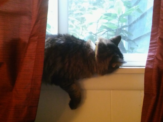 iamnotamuffin:  iamnotamuffin:  iamnotamuffin:  my cat Jenny keeps taking naps on my windowsill and then accidentally rolling off it in her sleep dnfsfkf my laundry basket is right below my window so its a soft landing. she usually just falls right back