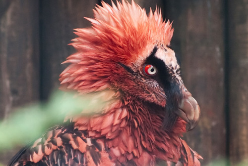 jackscarab:  thecheshirecass:  simplytheanthropic:   My all time favorite animal. The red-bearded vulture.  The bearded vulture, or lammergeier, lives on a steady diet of bones (more specifically the marrow) and dyes its own feathers blood red.  Bearded