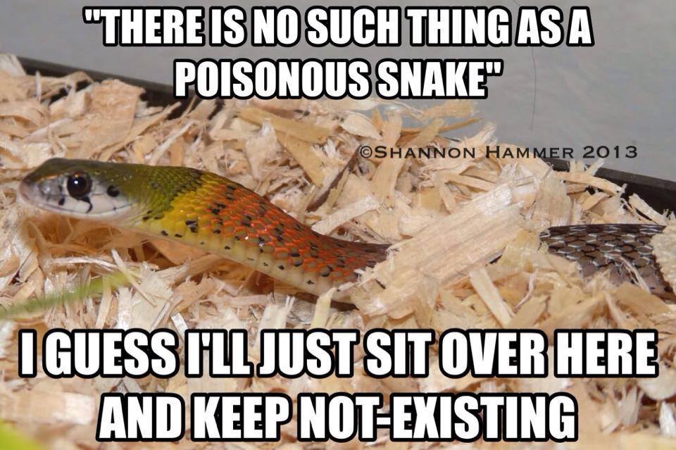 markscherz:  reptilesrevolution:  Tiger Keelback - Rhabdophis tigrinus - East and