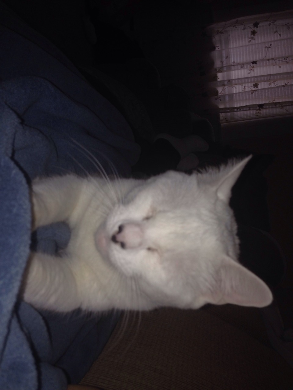 Look at this cat laying on me purring. Ughh go away.