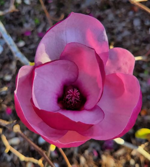 “Do you like my hat?” #flowers #flowersinurbia #magnolia #winterflower #treeflower #flor