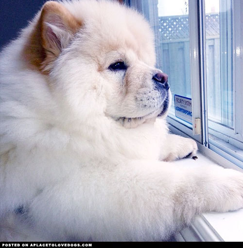 aplacetolovedogs:  Po the 4 month old Chow puppy really really wants to go outside