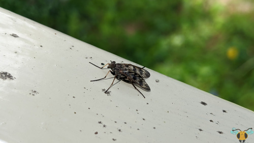 Common Snipefly - Rhagio mystaceusI’ve just returned from a cottage trip up in Muskoka with many ins