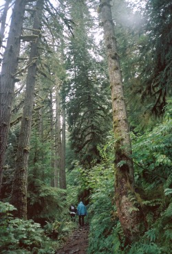 strangescope:  Walking Amongst The Ancients  Multnomah Falls Loop, Oregon strangescope 