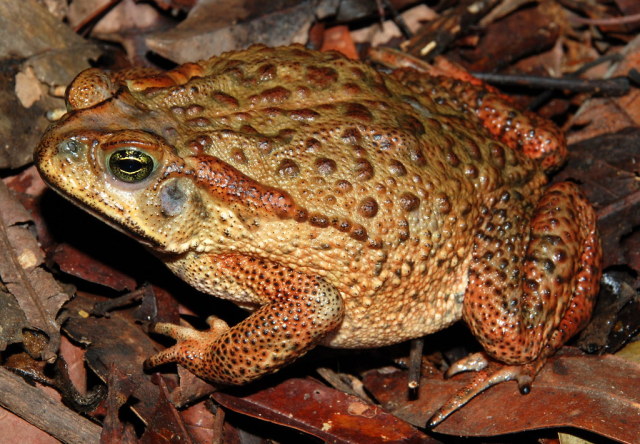 Rhinella Explore Tumblr Posts And Blogs Tumgir Rhinella Explore Tumblr Posts And Blogs Tumgir