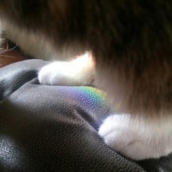 roseclips:she’s stepping in sunlight 🌈