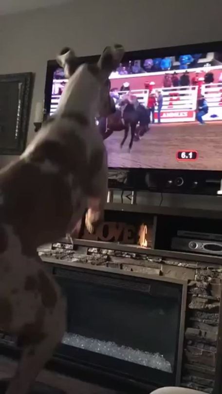 somecutething:Dog enjoys watching the rodeo competition! 😂