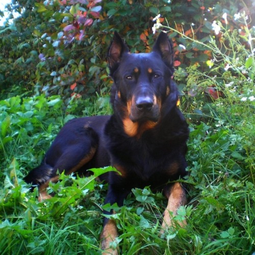 Beauceron, A French Smooth-haired Shepherd Dog (fr. Berger De Beauce).