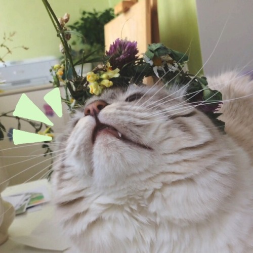 tinyhappykoala:  🌿 I finally made my kitten wear a flower crown 🌸