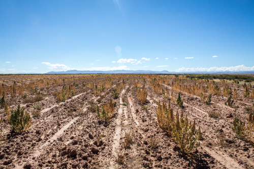 Quinoa Harvest: Bolivia - 2015