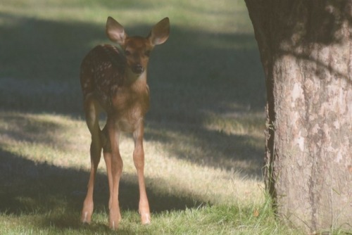 XXX writhe:a baby under the old apple tree photo