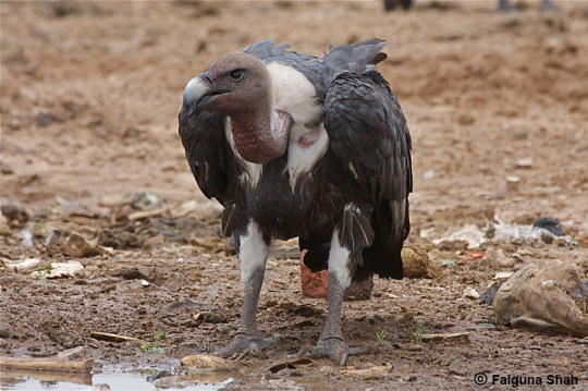 Species | White-rumped vulture The white-rumped vulture (Gyps bengalensis) is a critically endangered species of old world...