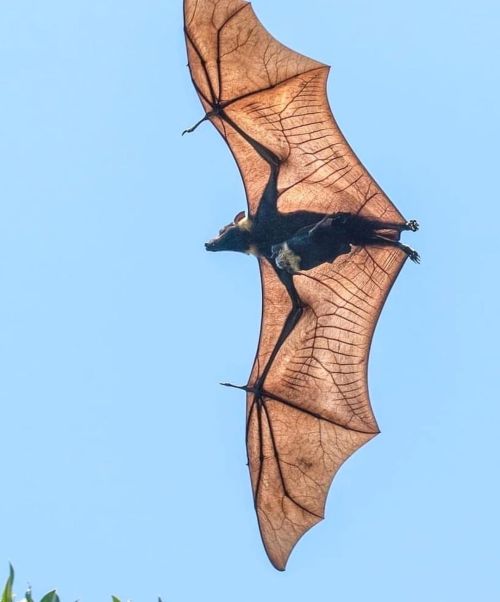 funnywildlife: A Spectacled Flying Fox with pupby #wildographer David White @solar_whisper・・・ #W