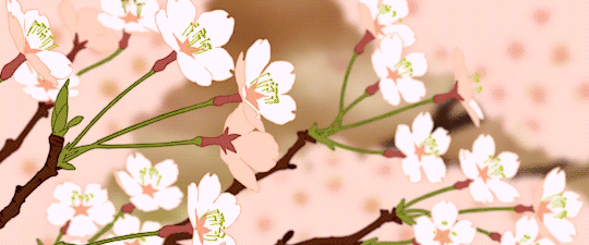 Cherry Blossoms Sakura Pink Flowers Aesthetic GIF