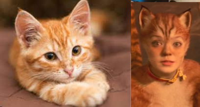 Cats 2019 As Real Cats Cause Why Not