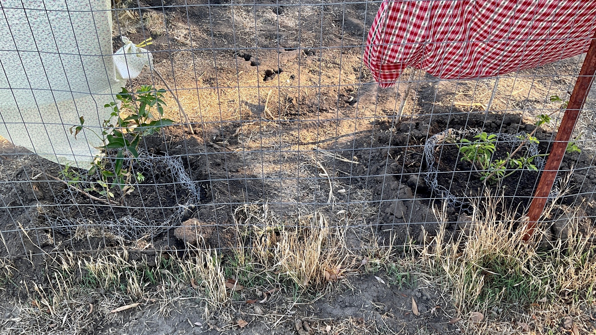 Seen from the backside of a wire fence, two newly planted elderberry shrubs, about a foot tall, with sections of patterned scrap fabric hung over them for shade.