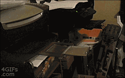 4gifs:  Cat urgently needs to send a fax
