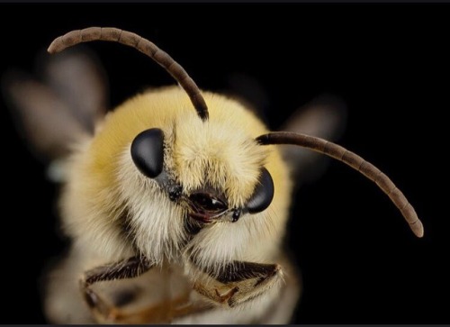 great-tweets:I love you, bee cute furry face.