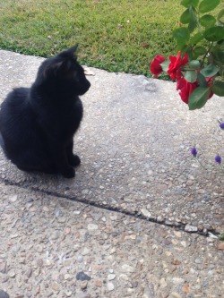 Ha my cat just checking out our roses 😌