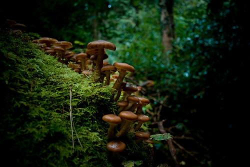 natural-magics: Mushrooms by Mark Stanley