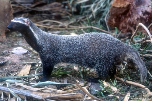ainawgsd:The greater grison (Galictis vittata), is a species of mustelid native to Southern Mexico