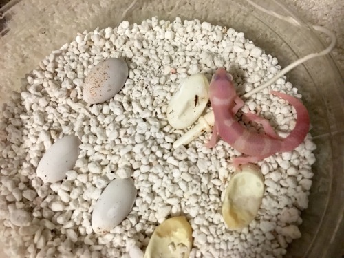 hearts-of-fire:First baby hatched it!! It’s a big ol’ one too! It’s from my Millie x Pluto pairing, 