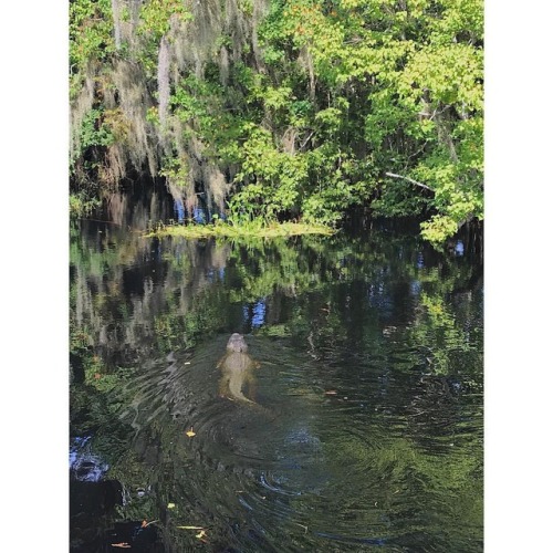 Brackish water alligator As deadly as these dinosaurs might be, we learned on our @airboatadv tour 