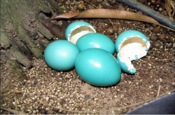 discoverynews:  Bird Lays Shimmering Egg That Changes Color The first known naturally iridescent eggs have just been identified and are laid by a bird known as the great tinamou, aka “mountain hen,” according to a paper published in the latest issue