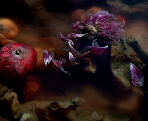 Jocelynn Lee, Floating Purple Dahlia, from Dark Matter, 2016