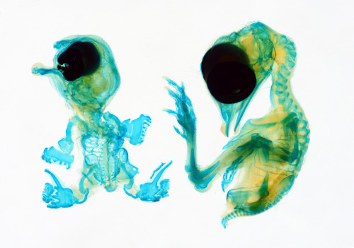 Two blue chicksThe image above shows the skeleton of a normal chick (top left) and a chicken with a 