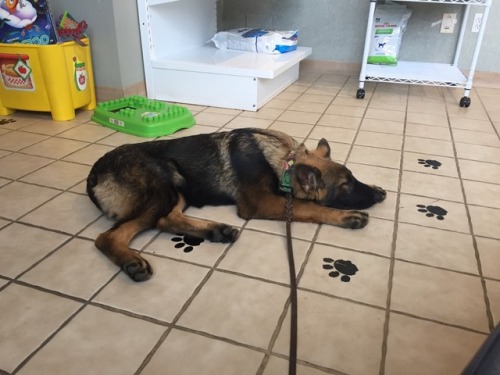 the-dog-without-fear:When your dog gives zero effs about being at the vet and sleeps through the ent