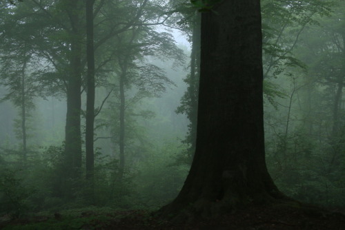 A foggy day at the local forest by 90377Instagram | Etsy Shop