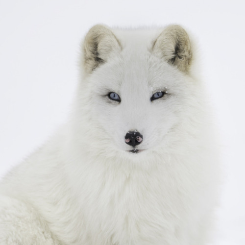atraversso: Cute little fox - Daniel Parent