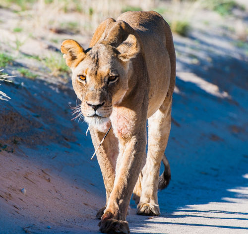 bigcatslions: Photography Denis Roschlau  This lioness came walking down the road close to Nossob. S