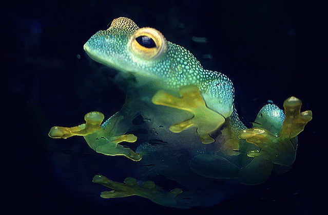 aesthesiamag: Glass Frog Looks Like a Glowing Constellation in the Rainforest The