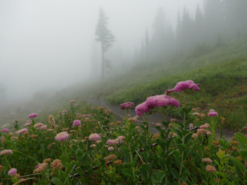 Mount Rainier last morning by Randall Pukalo