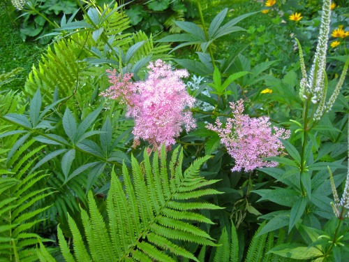 geopsych:But the filipendula always looks pretty nice.
